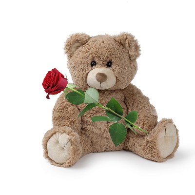 brown teddy and rose